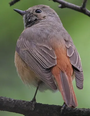 Dark-eyed junco / Серый юнко (лат Junco hyemalis) — вид певчих воробьиных  птиц из семейства Passerellidae, обитающих в Северной Америке Птичка  довольно скромная, на кормушках не дерется, но предпочитает искать корм на
