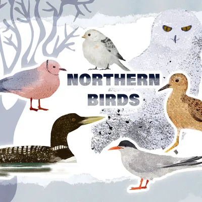 Гости с севера: какие птицы прилетают зимовать в Москву