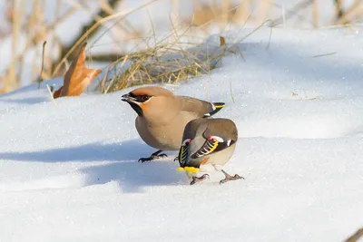 Свиристели и чечётки - Чернобыльский заповедник показал фото зимующих в  Украине птиц