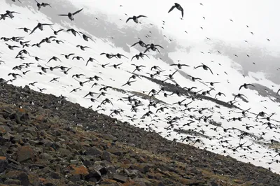 Ранняя весна на севере губит перелётных птиц на юге | Наука и жизнь