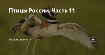Птицы Северного Кавказа