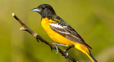 Птицы Адыгеи, их виды, разнообразие и особенности