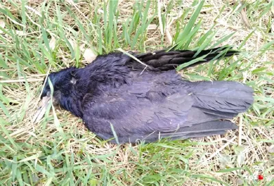 Волгоградский орнитолог расскажет в Сочи о хищных птицах