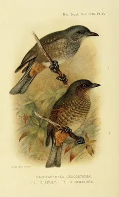 Птицы Новгородской области / Birds of Novgorod Oblast's Journal ·  iNaturalist