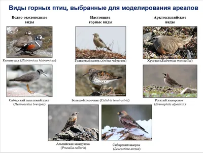 Птицы северо запада России - фото с названиями