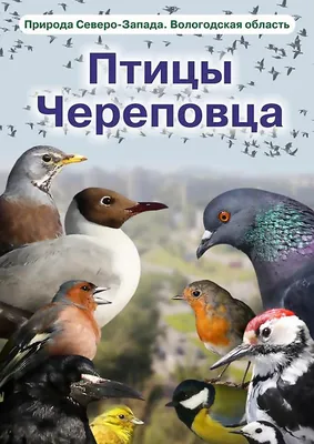 Птицы вокруг нас — Голарктический мост