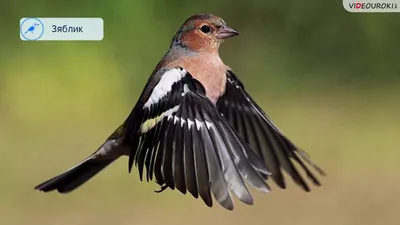 DigitalCommons@University of Nebraska - Lincoln ПТИЦЫ ВОСТОЧНОГО САЯНА /  Birds of the Eastern Sayan