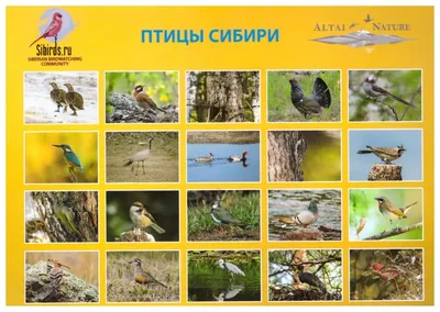 Природа Байкала | Набор открыток \"Птицы Сибири\" № 1