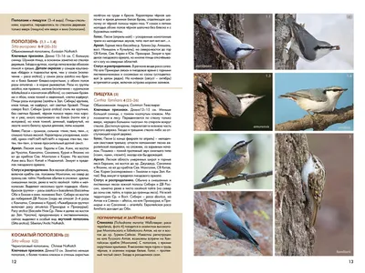 Свиристель в сибири птицы (30 фото) - красивые фото и картинки pofoto.club