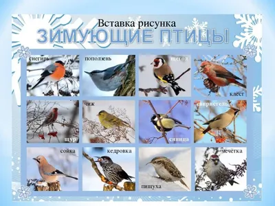 Зимующие птицы сибири - 64 фото