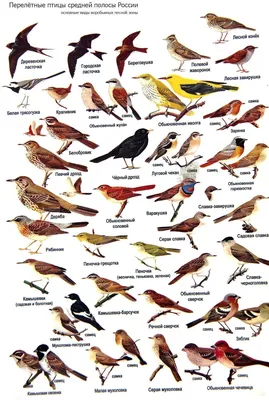 Перелетные птицы сибири - 66 фото