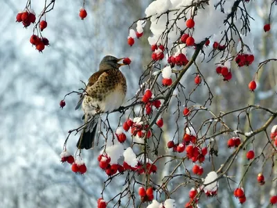 Самые красивые птицы Сибири. ФОТО - Сибирь - info.sibnet.ru