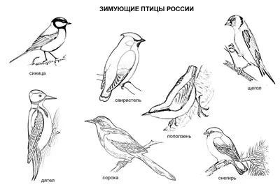 Птицы Сибири. Домовый воробей