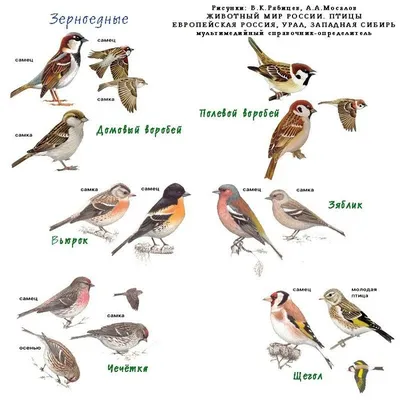 зонтик Российская зима 2022-2023's Journal · iNaturalist