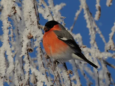 Подкормка птиц зимой | ВКонтакте