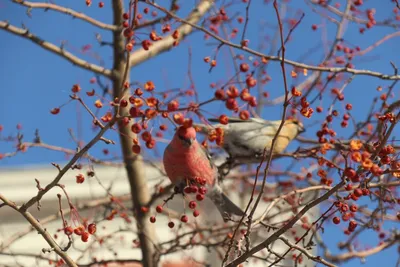 Гонконг, юг Китая, Филиппины. Ученый рассказал, куда улетают птицы из Сибири  на зиму — Иркутск Сегодня
