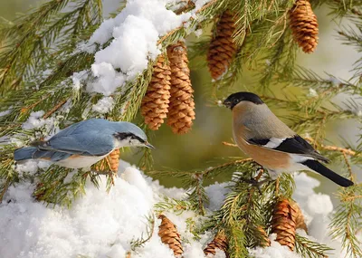 Птицы сибири зимой фото фото