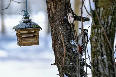 городские птицы | Wild Nature Photo