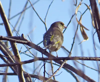 Нашествие лесных птиц: в Новосибирске заметили стаи дроздов и свиристелей