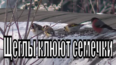 Птицы сибири зимой (60 фото) »