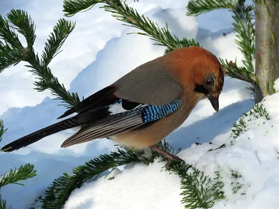 Зимние птицы Сибири (много фото) - treepics.ru