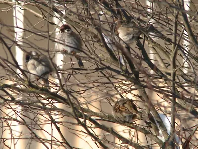 Птицы Смоленской области - фото с названиями и описанием