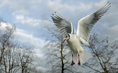 В Смоленском Поозерье обнаружена редкая «птица-водолаз» - Общество |  Информагентство \"О чем говорит Смоленск\" 23.11.2022