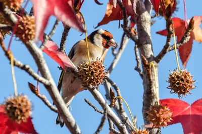 Перелетные и местные птицы в Сочи стали объектами для бердвотчинга - 7  декабря, 2020 Фотогалерея «Кубань 24»