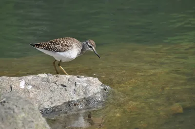 В горах Сочи изучат популяции птиц для их сохранения