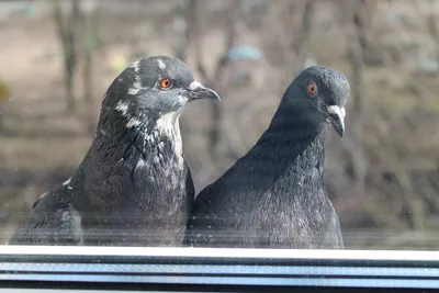 Почему зимующие птицы в Сочи не нуждаются в подкормке?
