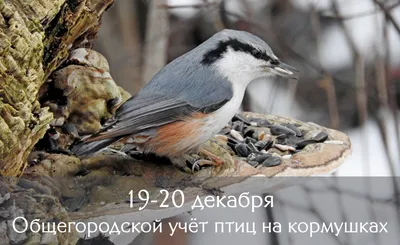 Перелетная птица зарянка осталась зимовать в Петербурге на Елагином в ЦПКиО  - 12 декабря 2023 - Фонтанка.Ру