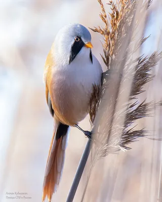 Животные и Птицы Санкт-Петербурга. Animals and Birds of St. Petersburg,  Анна Ивановна Маслякова – скачать книгу fb2, epub, pdf на ЛитРес