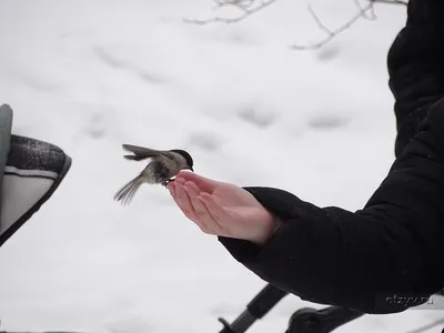 Экскурсия Птицы Сосновки: есть ли birdwatching в Санкт-Петербурге? - цена  400 ₽
