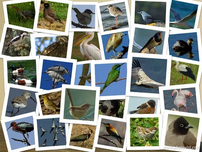 Алфавитный список птиц, которых мы сняли за прошедшие годы (от Н до Я)