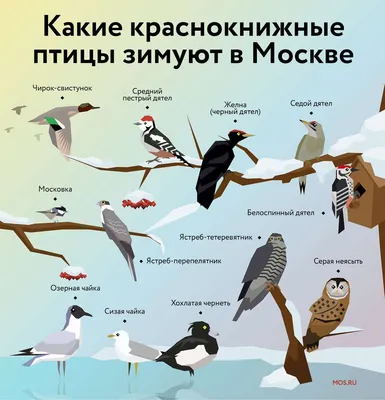 Москва on X: \"Остаемся зимовать! Список храбрых птиц, которые не полетели  на юг #птицы #зима #MosRu https://t.co/c7jp4hkCSq\" / X