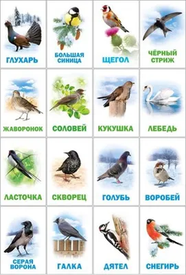 Лексическая тема: «Птицы»(30.03.20-03.03.20) Предлагаем Вам и Вашим детям  мат
