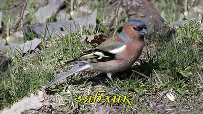 Птицы Республики Татарстан: городские и лесные осенние виды - Инде