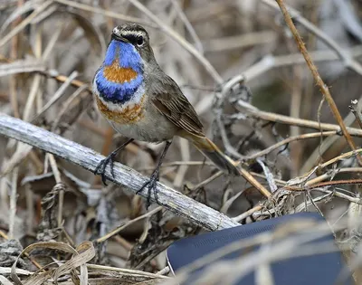Редкие кадры редких птиц: самарские фотографы-любители провели птичью  \"инвентаризацию\" | СОВА - главные новости Самары