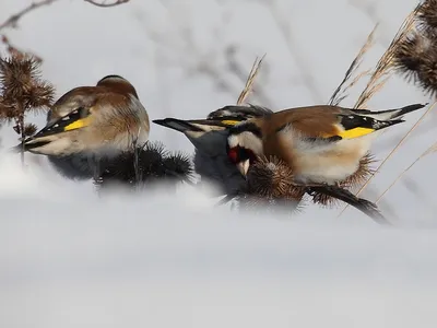 Мелкие птицы самарской области - 66 фото