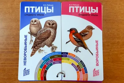 Удивительный мир уральских птиц — Свердловский областной краеведческий  музей имени О.Е. Клера
