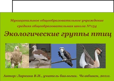 Холодно и голодно. Почему перелётные птицы прибывают на Урал с опозданием?  | Экология | ОБЩЕСТВО | АиФ Урал