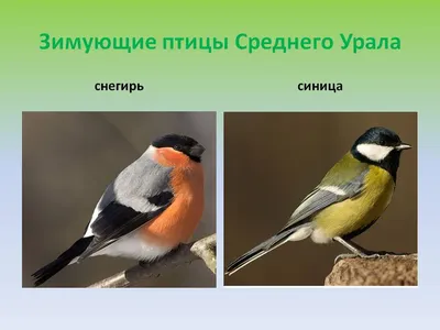 Что взять на курорт: пособие о птицах для любого возраста издали на Урале |  Уральский меридиан