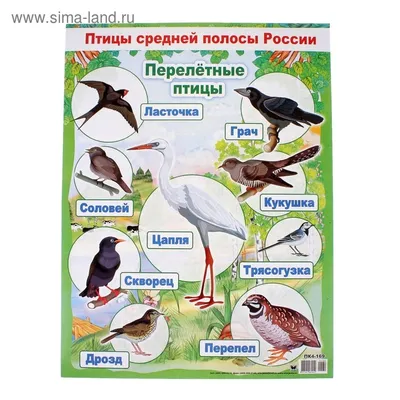 Отзывы о книге «Певчие птицы. Обитатели лесов и полей», рецензии на книгу  Михаила Куценко, рейтинг в библиотеке Литрес