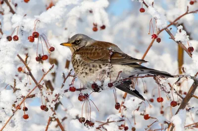 10 видов птиц, которых можно увидеть зимой в Средней полосе | Полевой  дневник | anna.grus | Дзен
