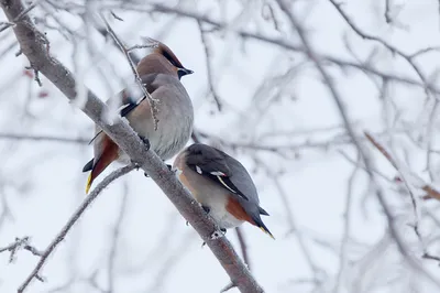 Как подкармливать птиц зимой: советы эксперта — ВыИскали