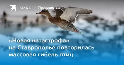 На Ставрополье пересчитают диких птиц – КМВ Новости
