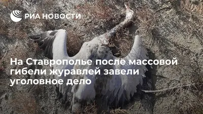 На Ставрополье посчитают водоплавающую и болотно-луговую дичь