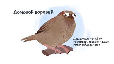 Фото птицы Ставропольского края - картинки и названия
