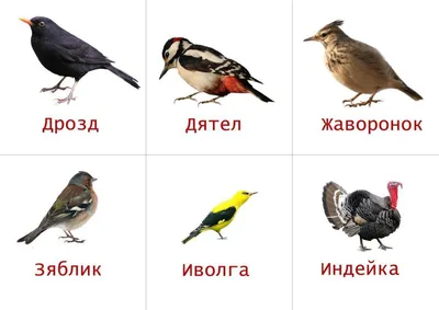 городские птицы | Wild Nature Photo