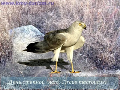 Птицы Ставропольского края: камышница, или водяная курочка